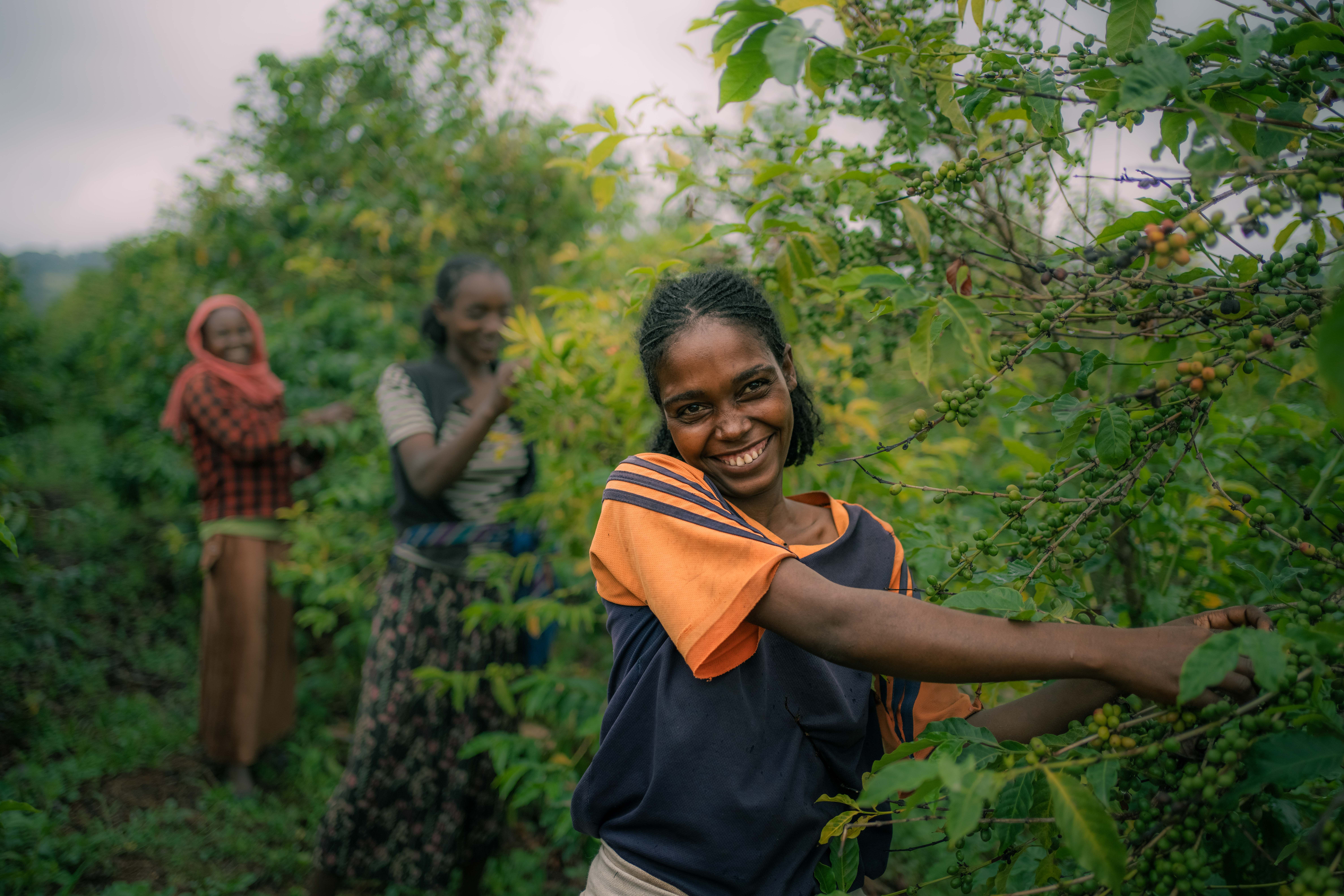 Kerchanshe Coffee Logo