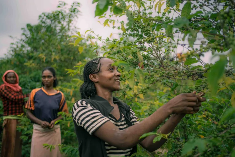 Kerchanshe Coffee Logo